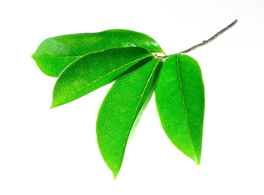 7 Soursop leaves - NaturalSoulution